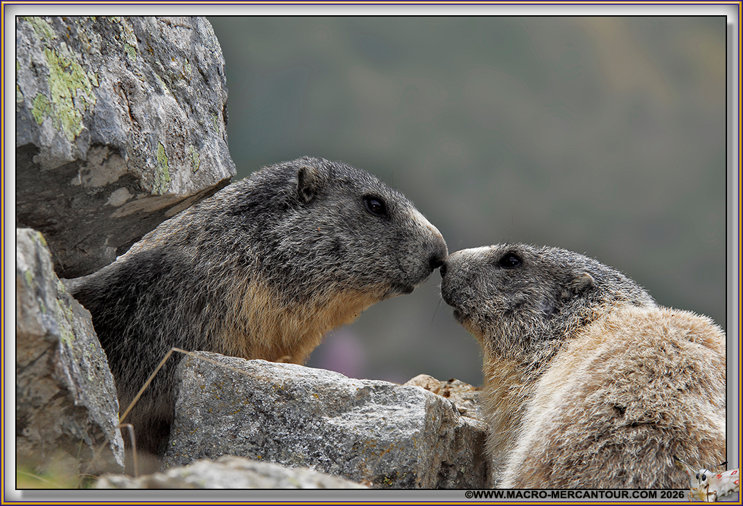 MARMOTTES